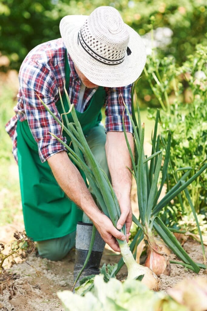 Image: man working in a garden