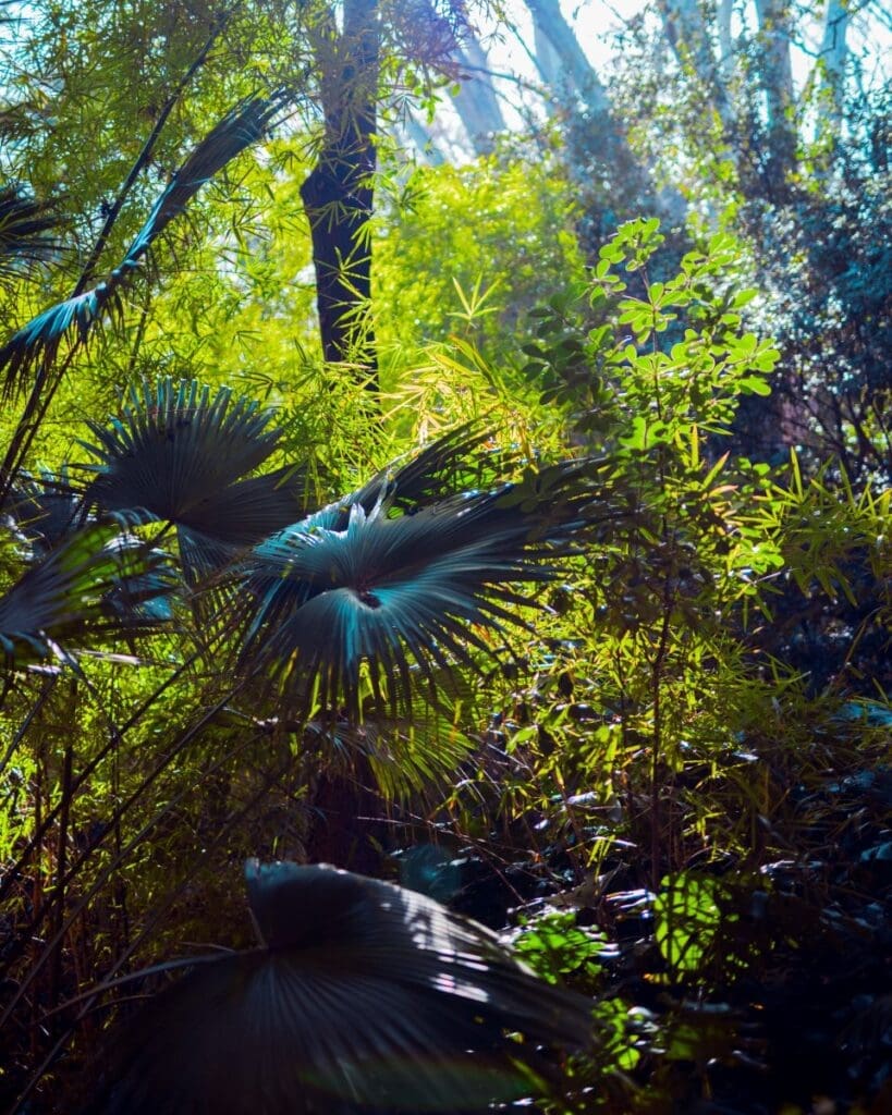 Image: forest (s. Climate Change, Amazon rainforest, Tibetan Plateau)