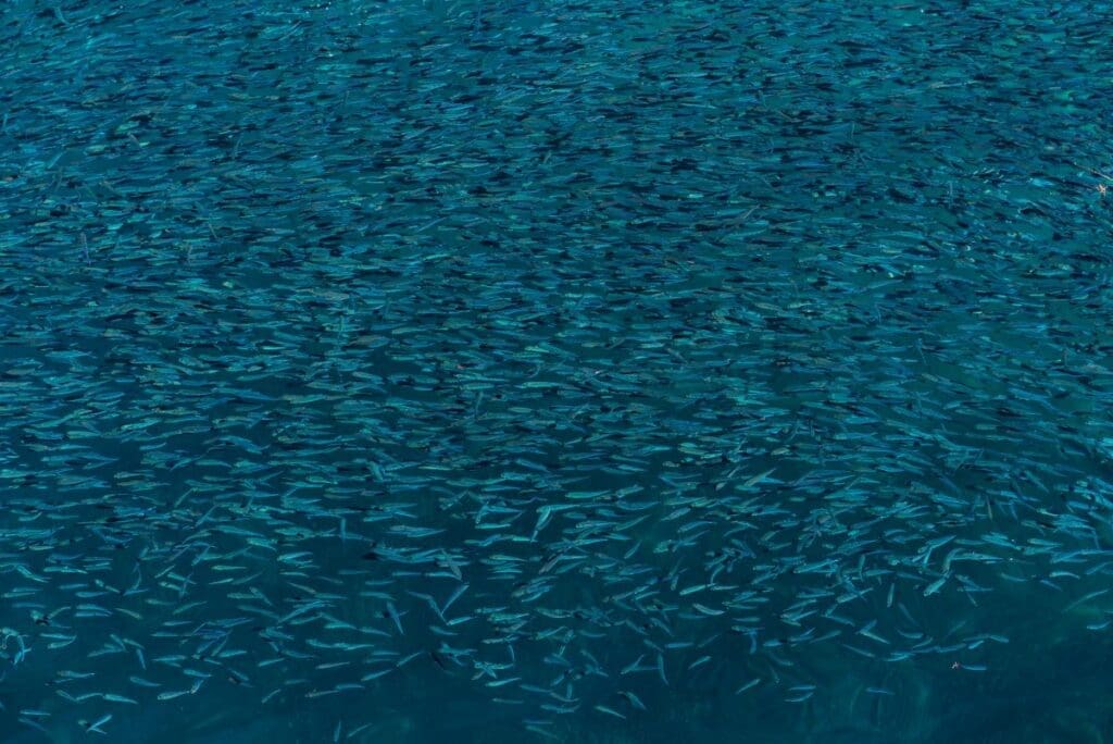 20°C seems the optimal temperature for life on Earth to thrive – what does this mean in a warming world? Image: Fish background shot