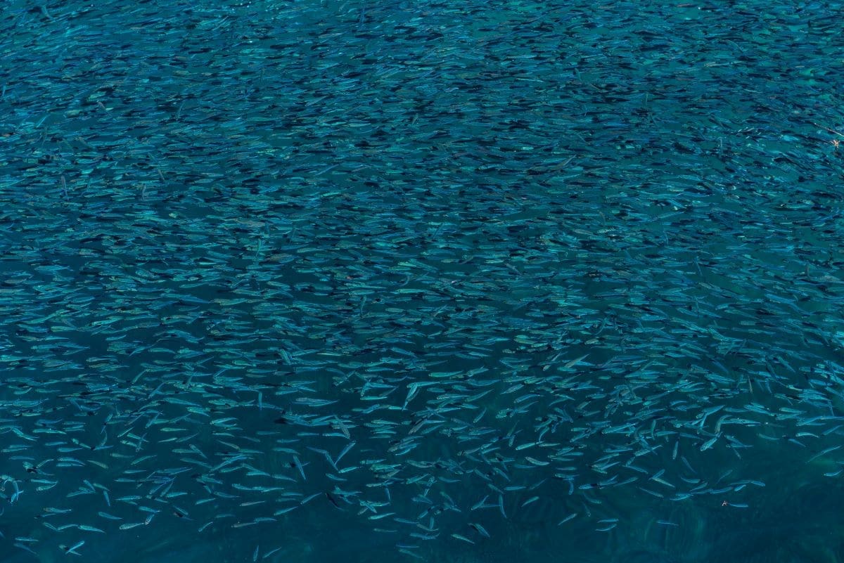 Image: Fish background shot