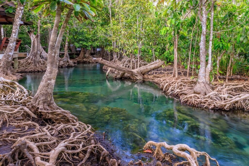 Mangrove Forest Destruction to Skyrocket Carbon Emissions by 50,000% by 2100 Image: Mangrove and crystal clear water stream canal at Tha Pom Klong Song Nam mangrove wetland Krabi Thailand