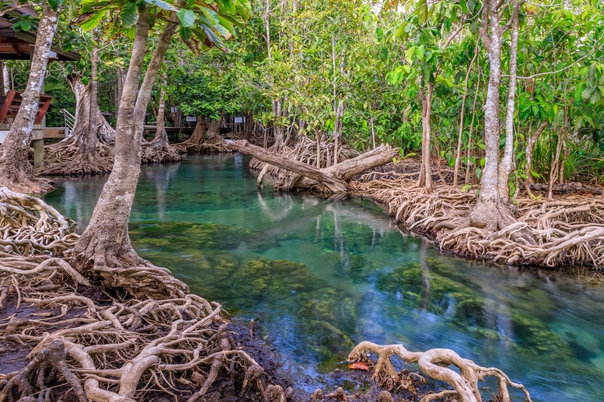 Mangrove Forest Destruction to Skyrocket Carbon Emissions by 50,000% by 2100