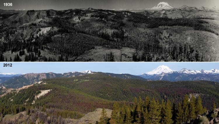 New report ‘braids’ Indigenous and Western knowledge for forest adaptation strategies against climate change The top and bottom images both show Bethel Ridge in Washington state. The top image, taken in 1936, shows a mosaic forest. The darkest grey tones are mature, moist, mixed-conifer forests. In the bottom image, taken in 2012, the forest has become more uniform and dense following decades without fire