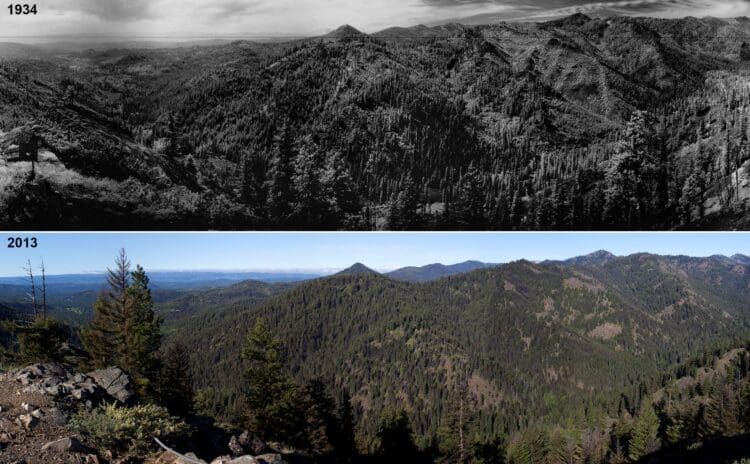 New report ‘braids’ Indigenous and Western knowledge for forest adaptation strategies against climate change The top and bottom images both show the same vista of the Stafford Creek drainage in Washington’s Wenatchee National Forest. The top image, taken in 1934, shows a mixed-conifer forest consisting of patches of open and closed canopy. The bottom image, taken in 2013, shows a more dense, uniform forest, which developed over 80 years of fire exclusion management