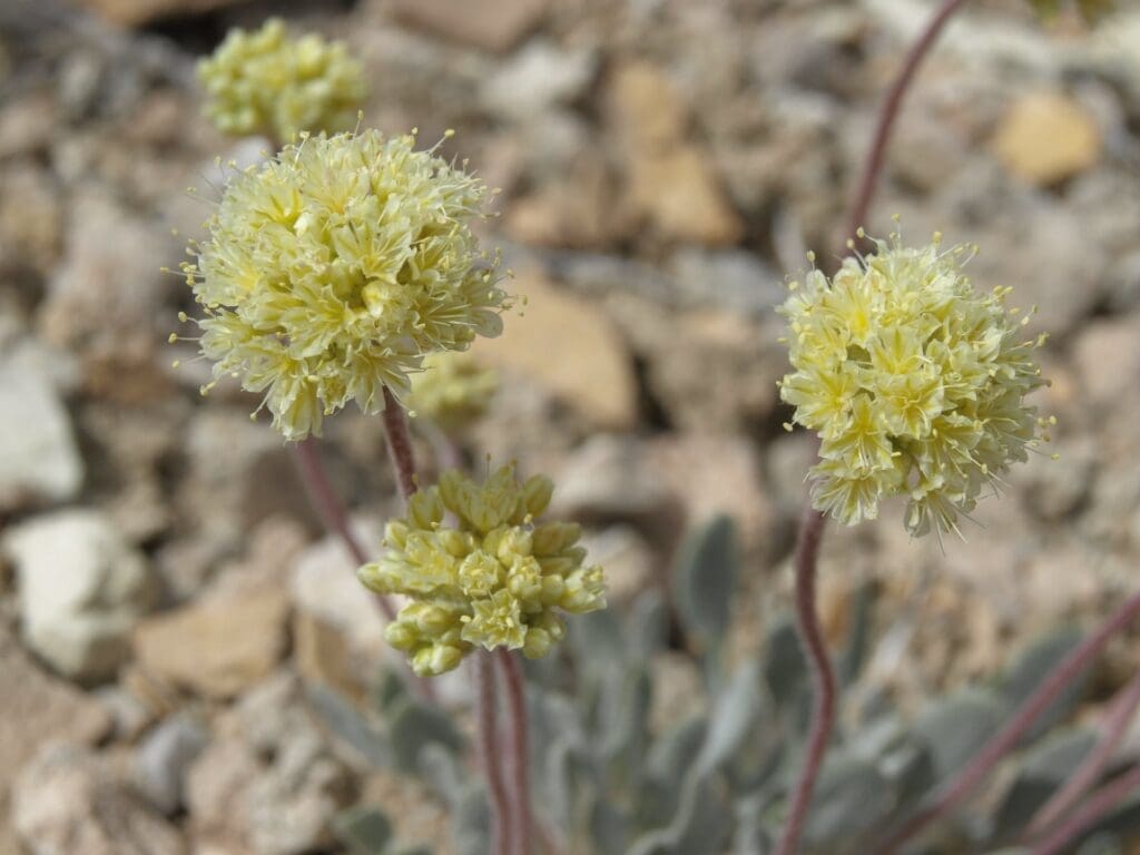 Image: Tiehm buckwheat (s. rare plants)