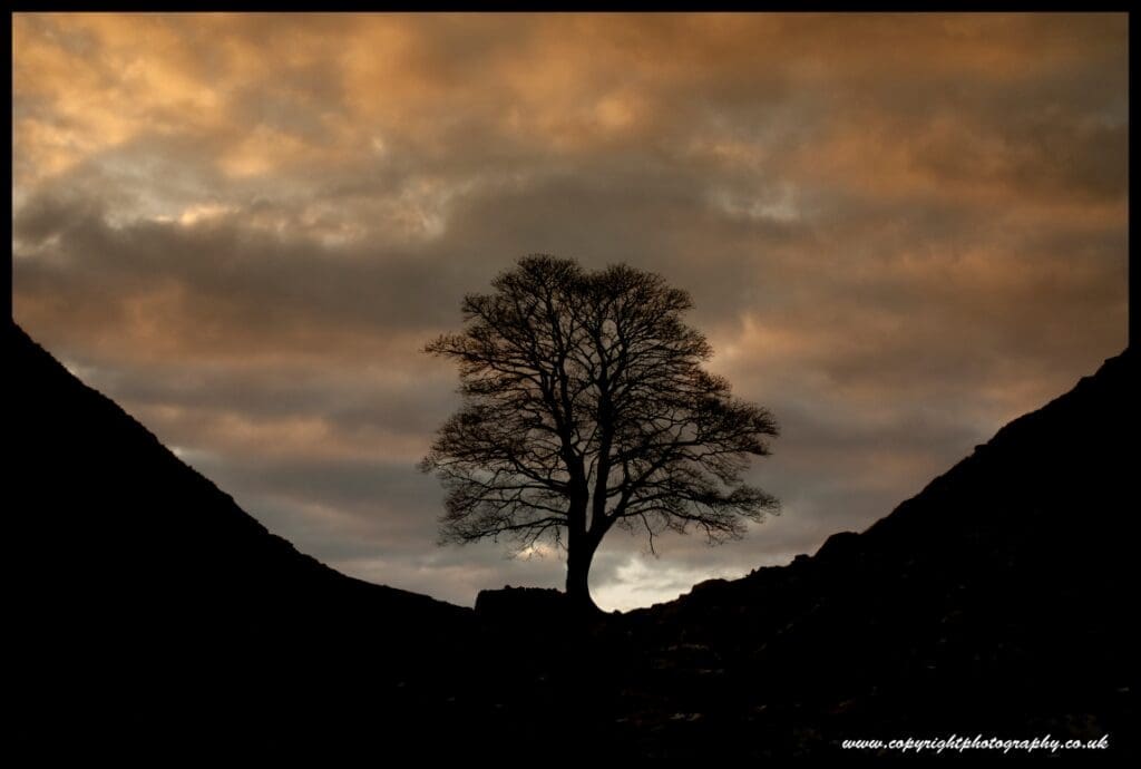 Man pleads not guilty to chopping down one of UK's most famous trees 7071769417 358d46718f k Sycamore Gap res