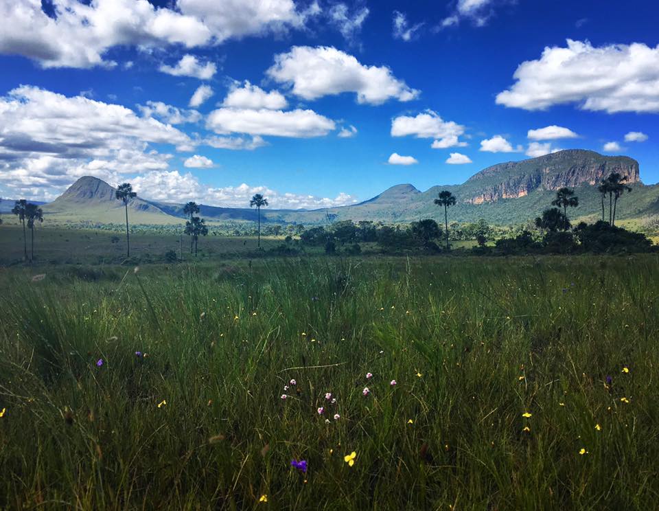 Cerrado landscape