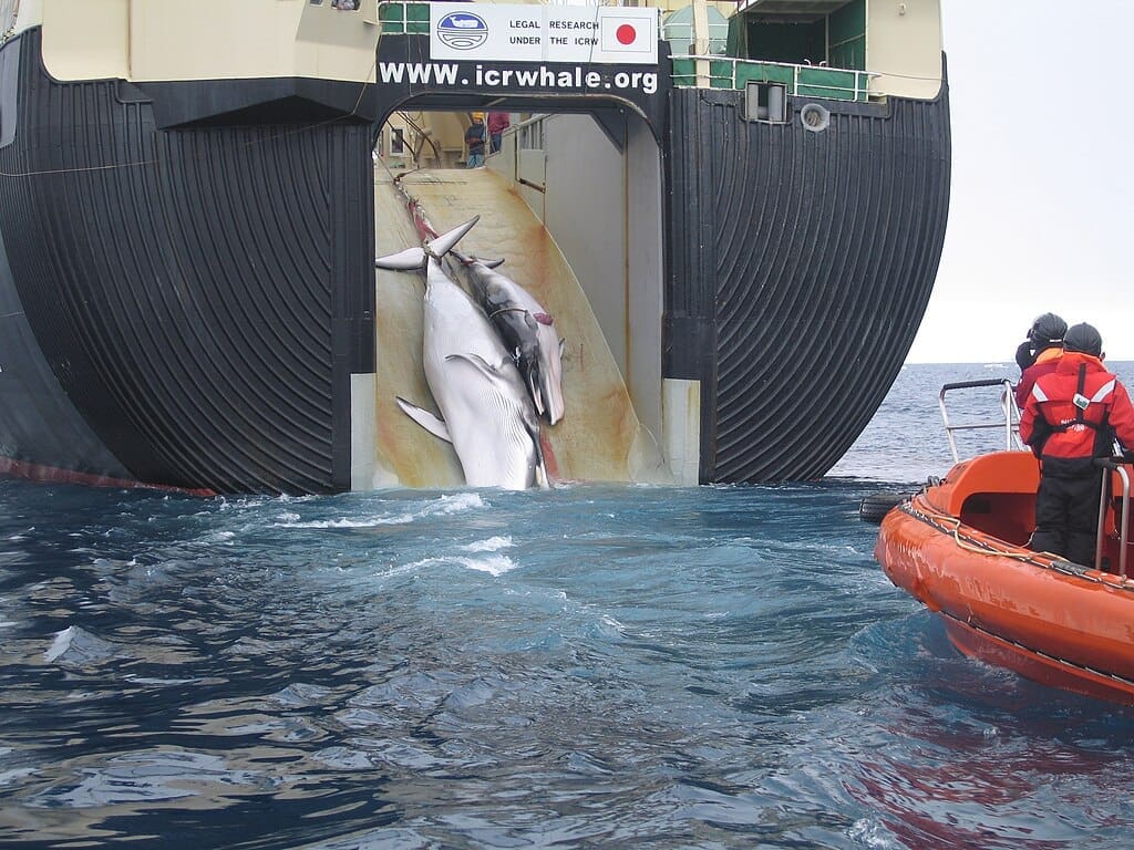 Iceland authorises whale hunting until 2029 Japan Factory Ship Nisshin Maru Whaling Mother and Calf