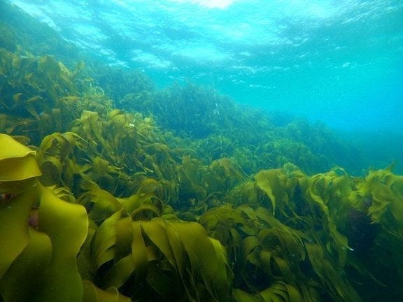 Image: Kelp forest (s. Seaweed forests, carbon sinks)