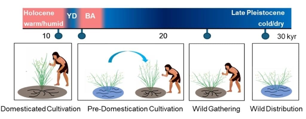 Image: Conceptual model from rice exploitation to domestication since 30 kyr BP in the Lower Yangtze River region. (s. rice, from wild to domesticated)