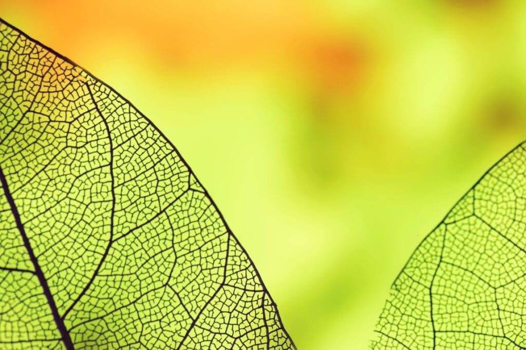 Finding Where the Grass is Greener abstract leaves with green backlight res