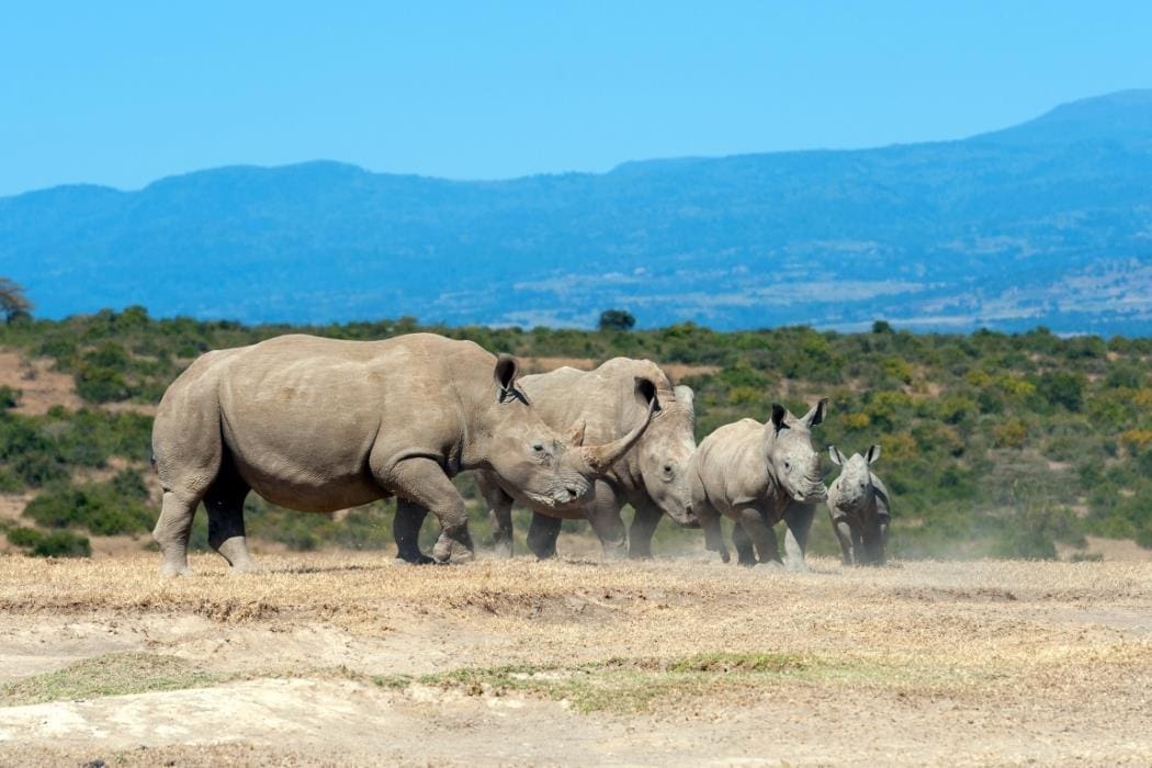 Dozens of southern white rhino rewilded in South Africa