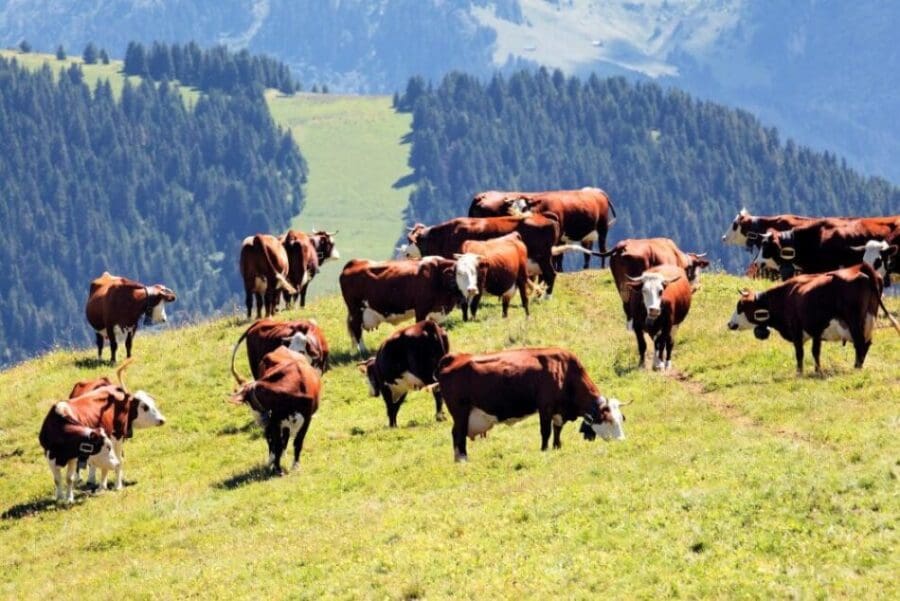 Image: Alpine landscape with cows in France in spring