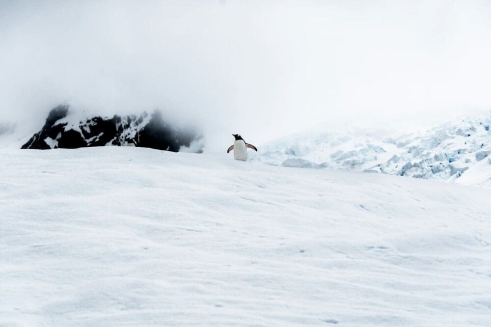 Image: A Penguin in Antarctica