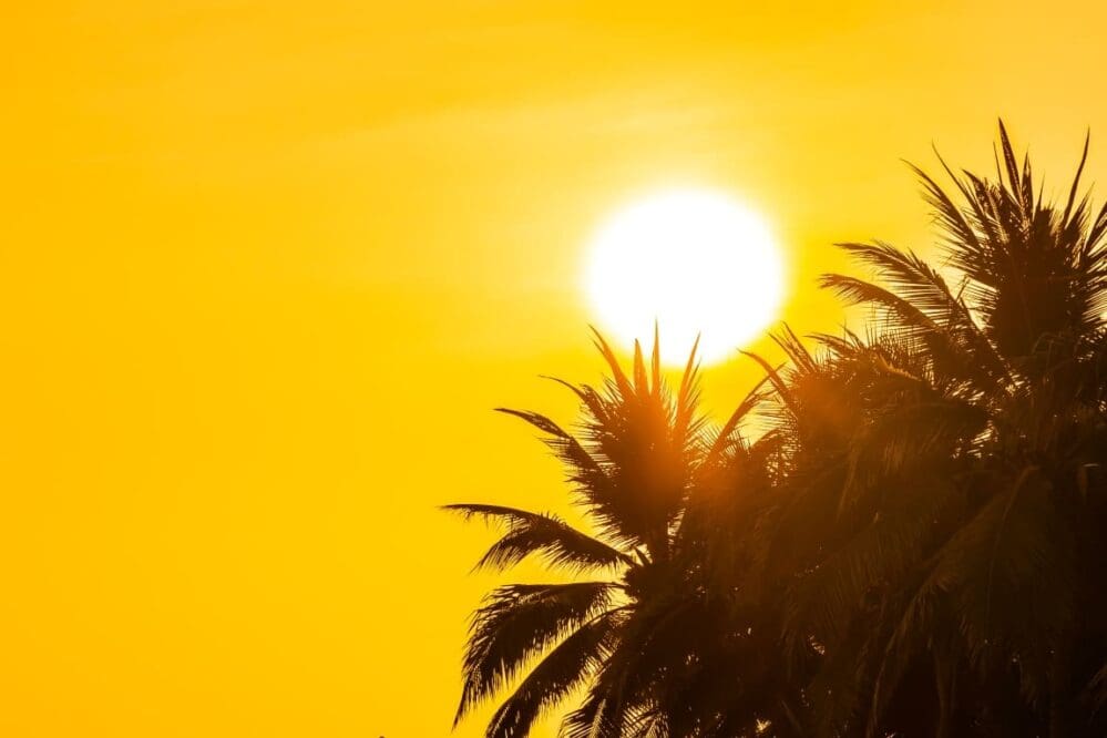 Image: Beautiful outdoor nature with sky and sunset or sunrise around coconut palm tree (s. heatwave, climate)
