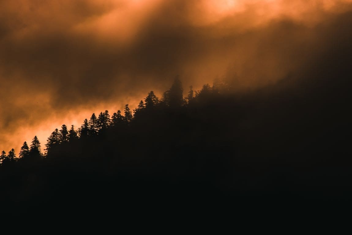 Image: Beautiful tree-covered hill captured in the foggy twilight