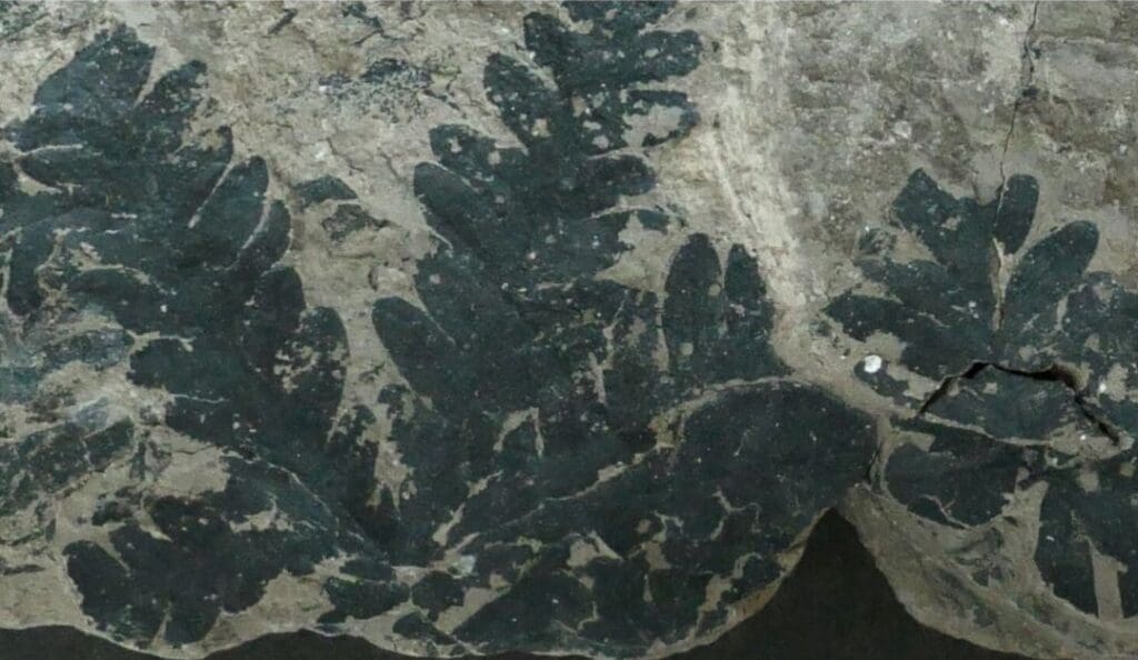 Image: Phlebopteris fern fossil (s. climate change, mercury)