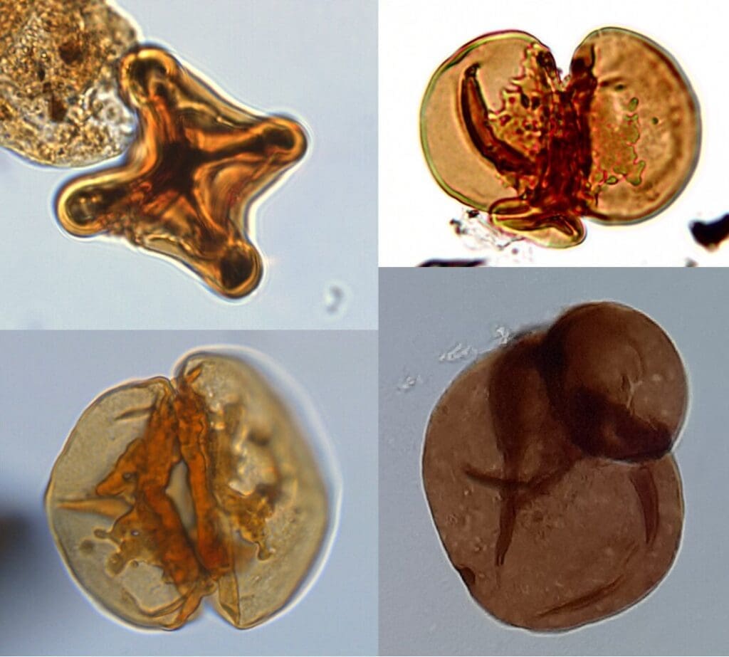 Image: Examples of severely malformed and teratologic spores (s. climate change, mercury)