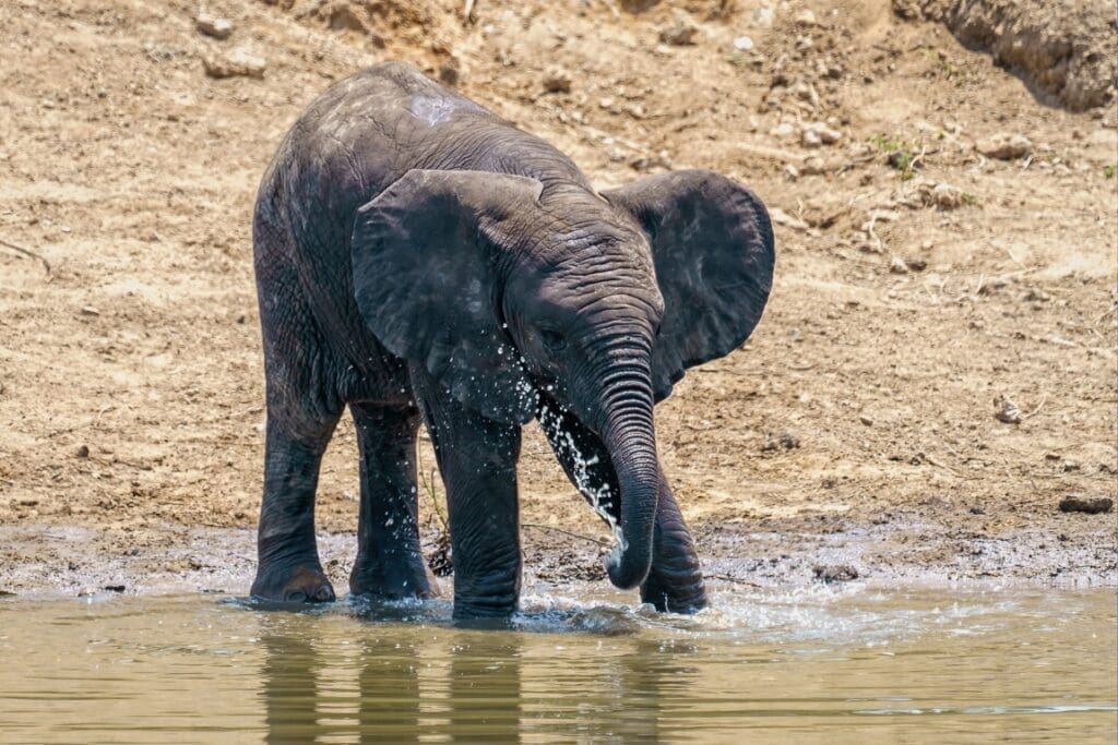 closeup shot elephant drinking playing with water lake daylight res