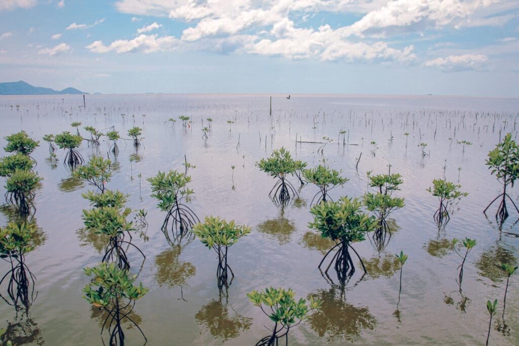 More than half of all mangrove ecosystems at risk of collapse by 2050 Image: Closeup shot of Mangrove tree saplings planted in the forest of Trapeang Sangkae in Kampot