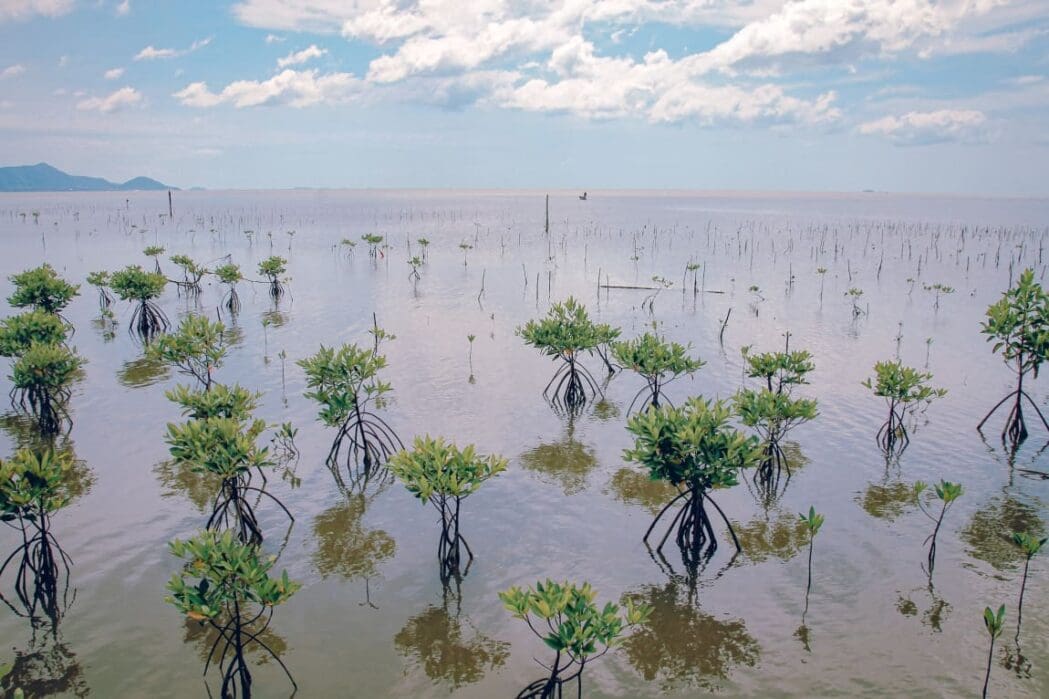 Image: Closeup shot of Mangrove tree saplings planted in the forest of Trapeang Sangkae in Kampot