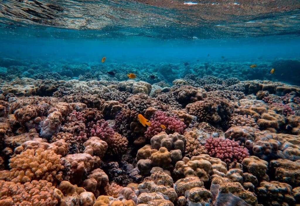 Image: Scenic Photo of Coral Reef