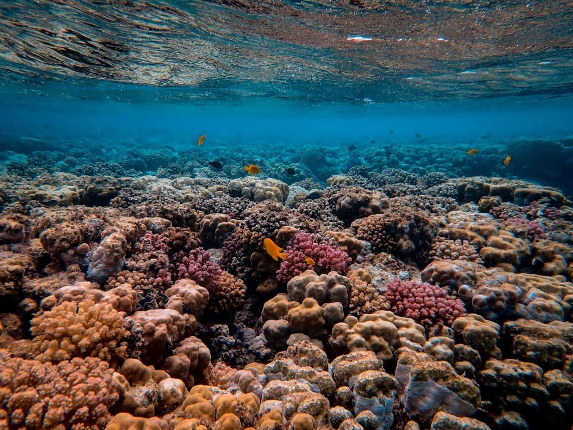 Global coral bleaching event expanding to new countries: scientists