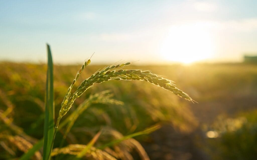 Image: Detail of the rice plant