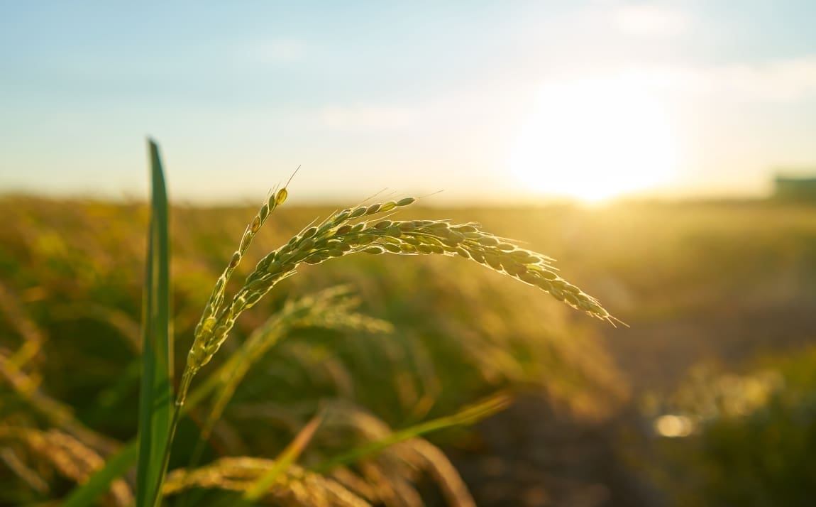 From Wild to Domesticated: Scientists Reveal 100,000 Years of Continuous Rice Evolution