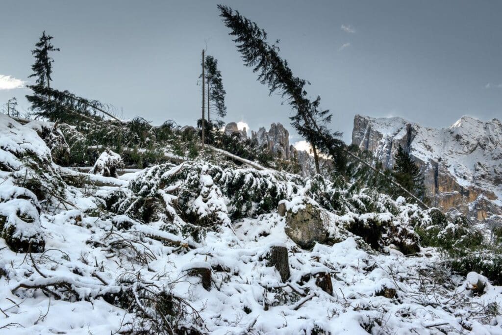 Study: Heavy snowfall and rain may contribute to some earthquakes Image: Fir trees fallen on the ground covered with snow