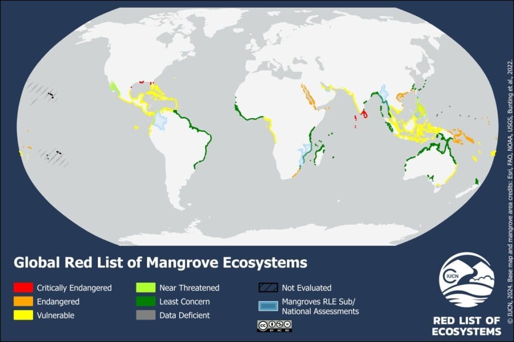 global mangrove rle l4 robinson 10x15 3 1 Credit IUCN res