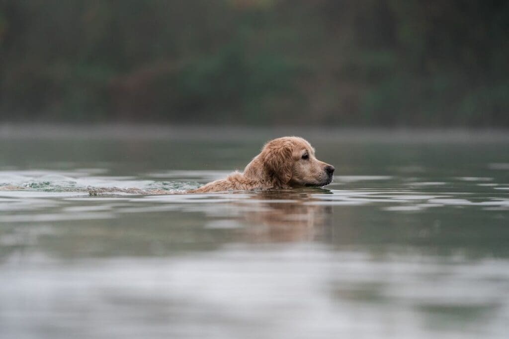 golden retriever is bathing lake foggy weather res