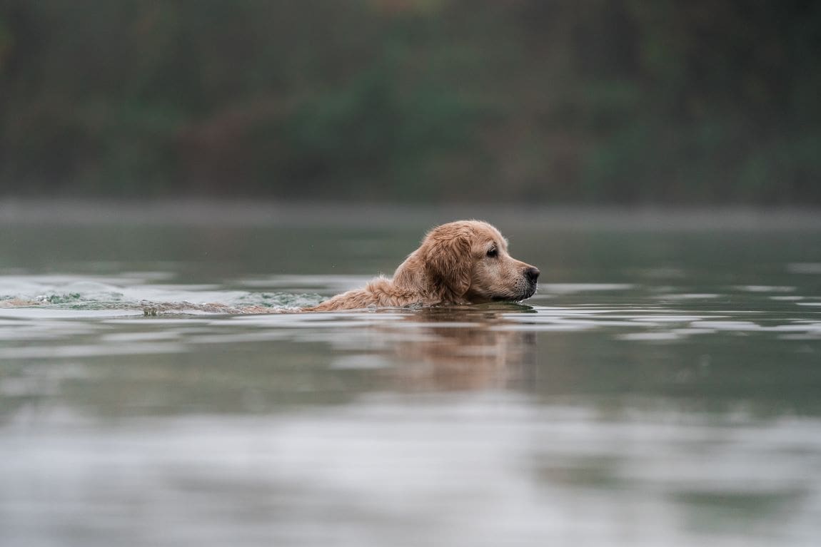 Image: A dog is bathing in a lake