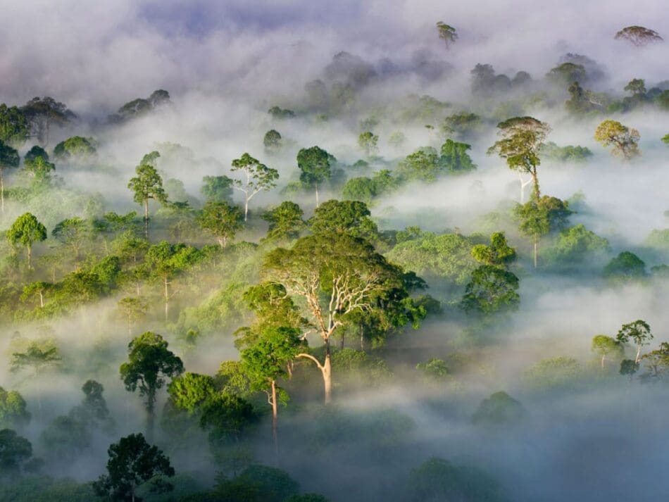 Image: Aerial view of a forest in fog
