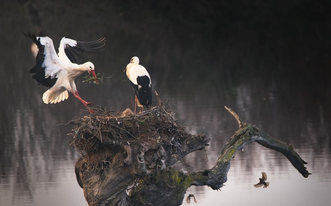 Rubbish, climate change help boost Portugal’s white stork numbers