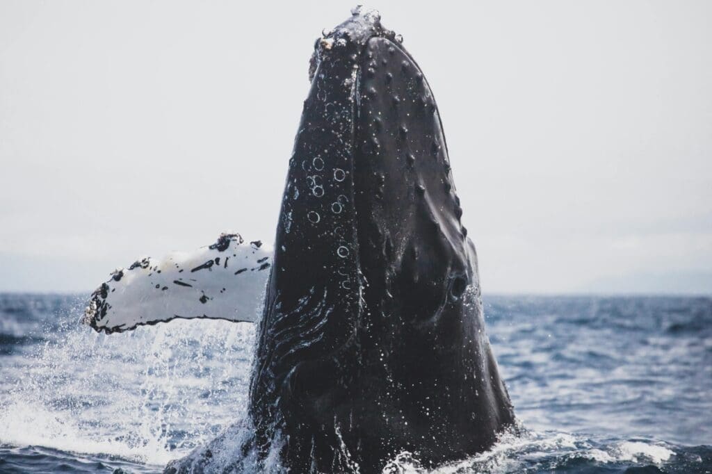 Image: Whale in ocean