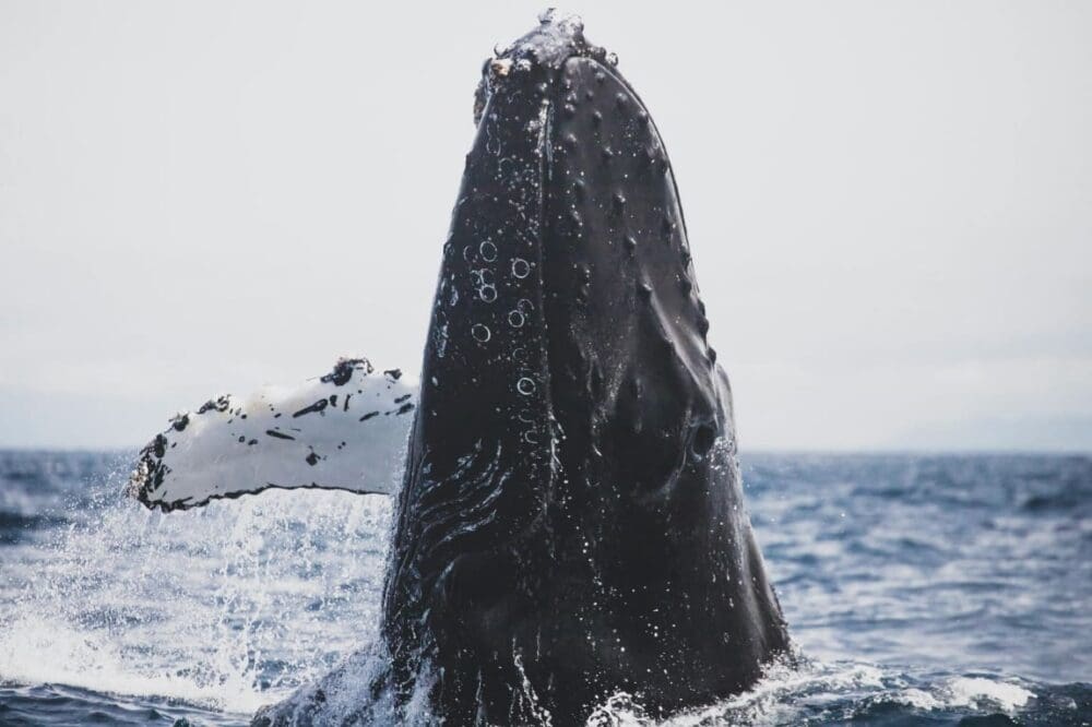 Image: Whale in ocean