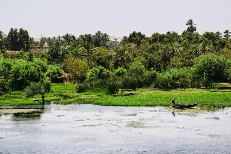 Image: river, vegetation, water