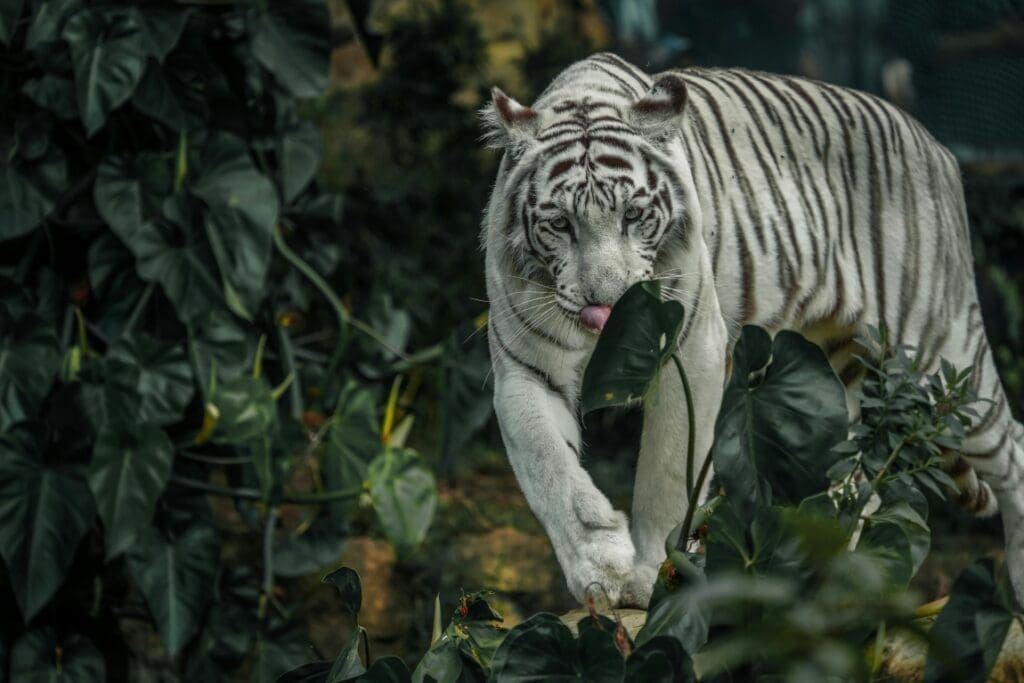 Climate Science Digest: May 7, 2025 Image: Tiger