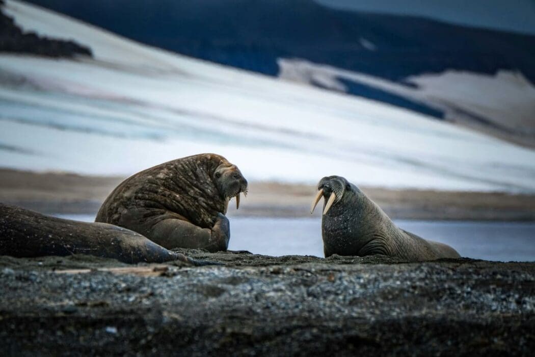 Image walrus on the sea shore (s. Arctic)