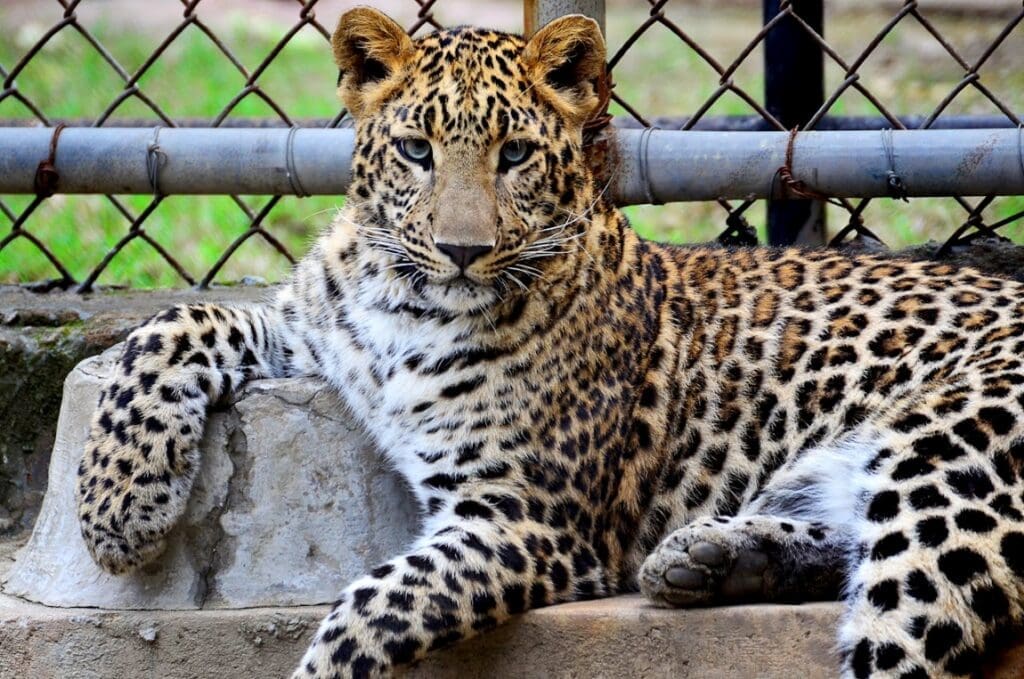 Image: Wild cat