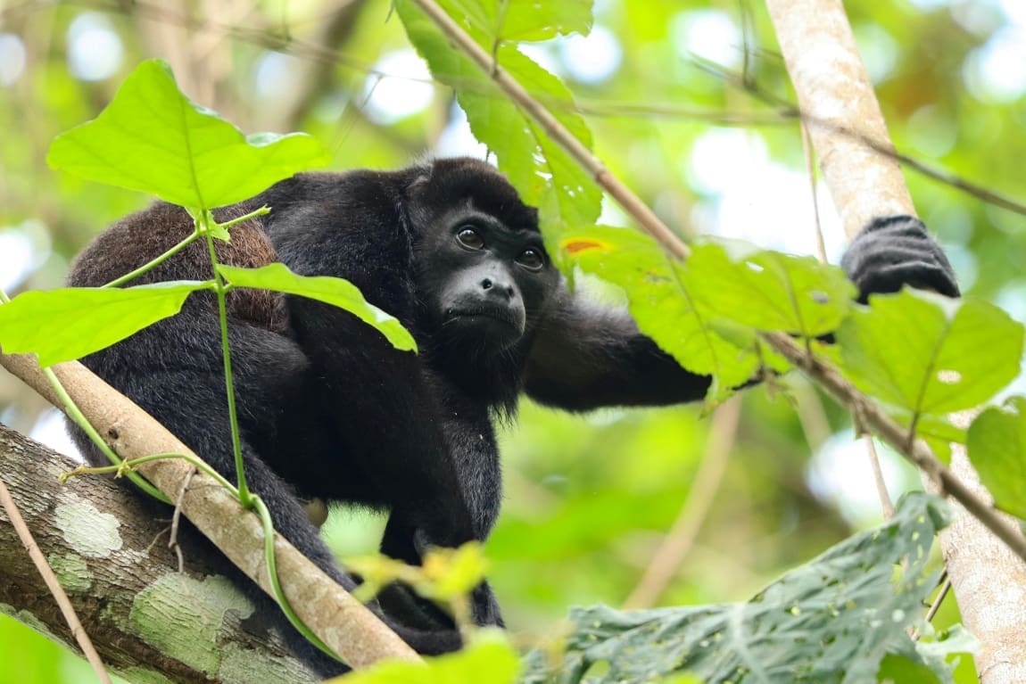 Howler monkeys drop dead during Mexico heat wave