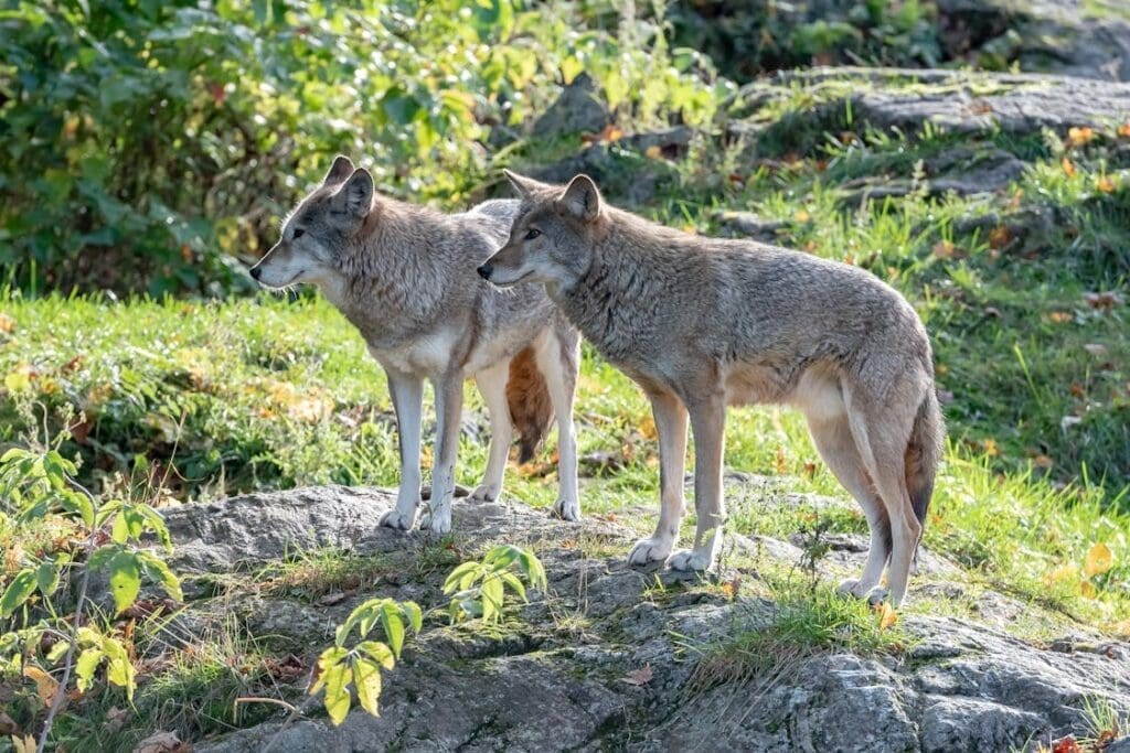 Image: wolves