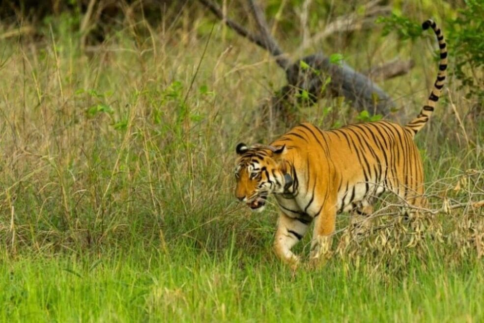 India plans ‘historic’ tiger transfer to Cambodia this year