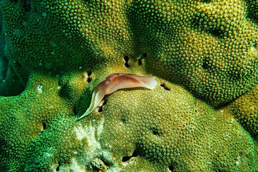 Image: Brown Slug on Coral