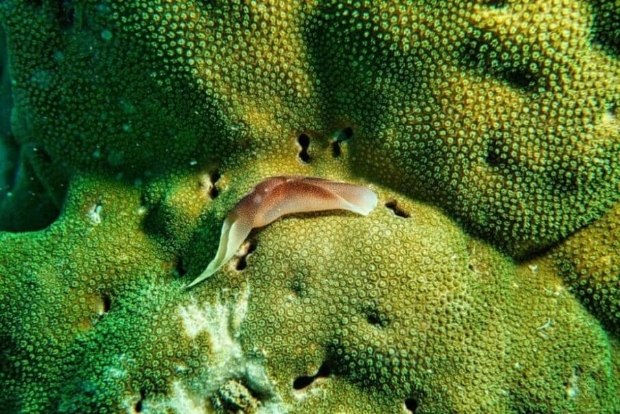 Image: Brown Slug on Coral