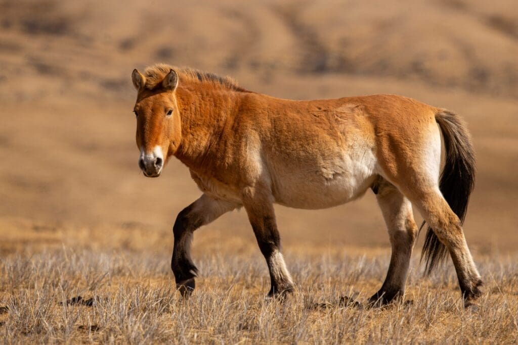 Demise of rangelands 'severely underestimated': report przewalskis horse portrait magical soft light winter time mongolia res