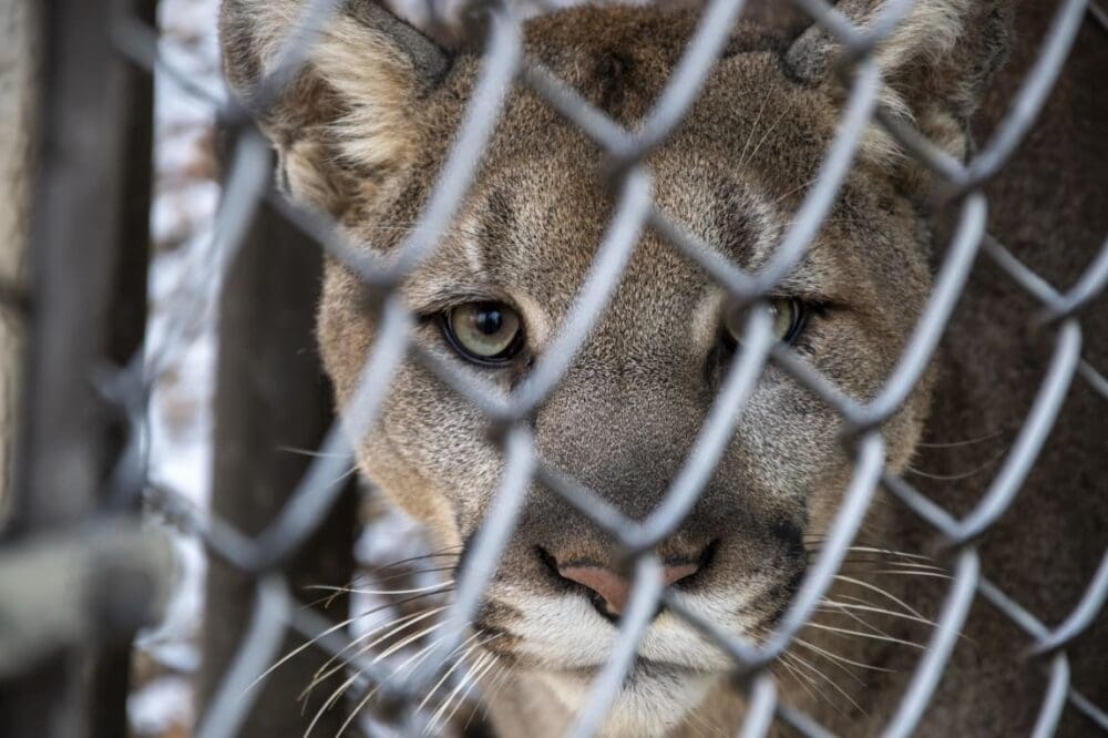 Image: a cougar looking camera through metal fence (s. Illegal wildlife trafficking )