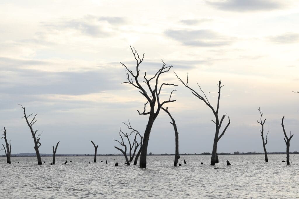 Image: Water scene with dead trees at dusk