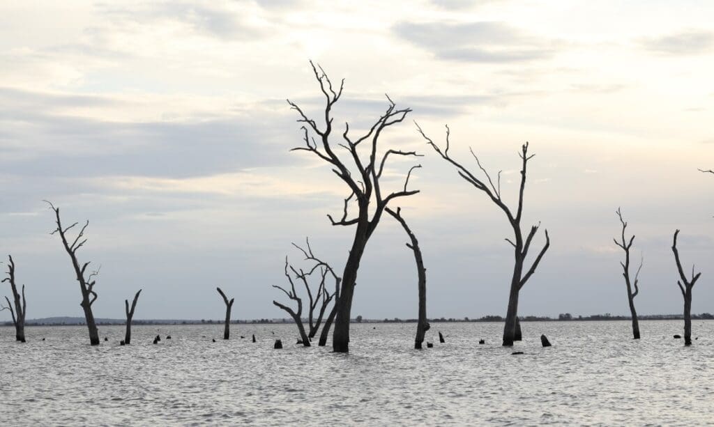 Non-photosynthetic Vegetation Helps Improve Accuracy of Wind Erosion Impact Assessment water scene with dead trees dusk2 res